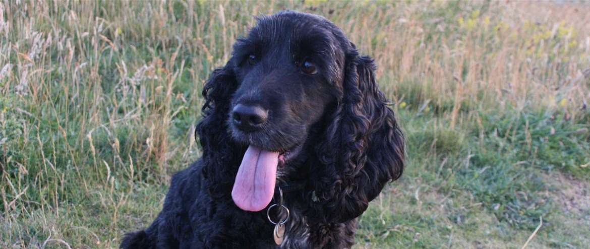 Bure Valley Railway Dogs Welcome Aylsham Wroxham Norfolk